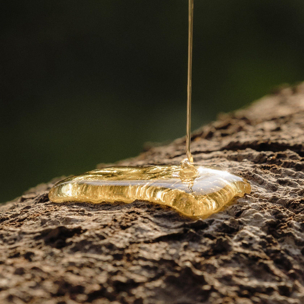 Miel de Melipona
