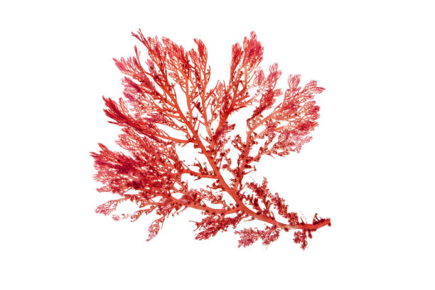 Alga Roja