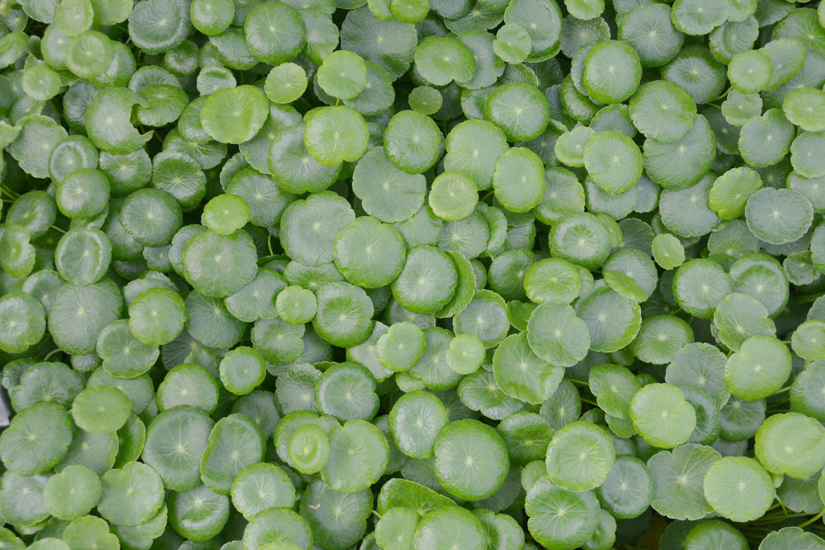 Centella Asiática