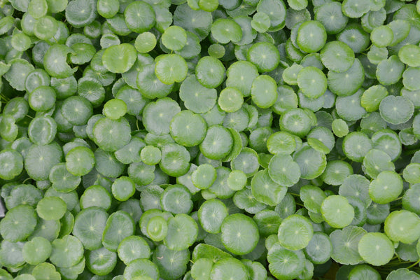 Centella Asiática